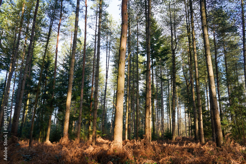 Tall pine tree forest with sunshine