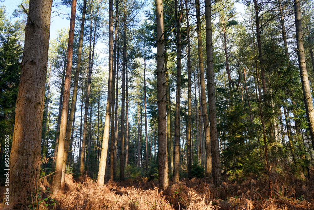 Tall pine tree forest with sunshine Tall pine tree forest with sunshine