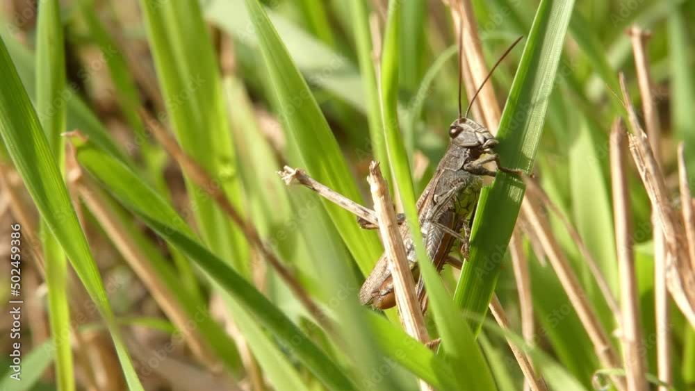 Insect grasshopper eats a blade of grass close-up Insect grasshopper eats a blade of grass close-up