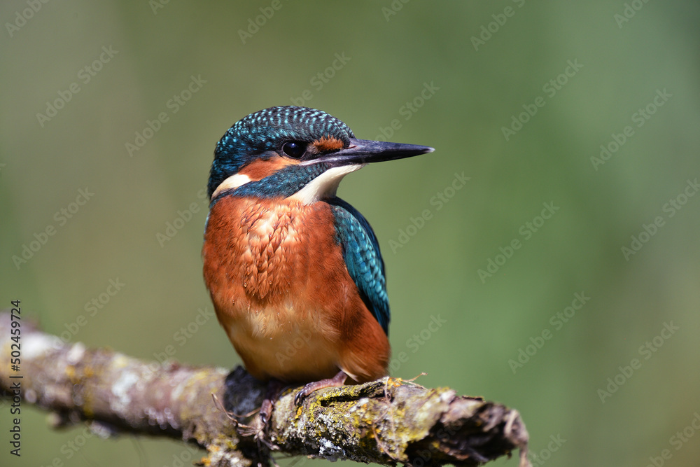 Fototapeta premium Eisvogel auf einem Ast