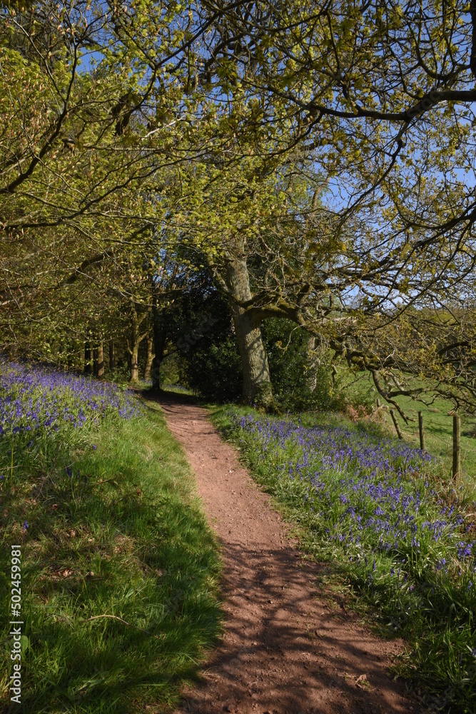 Fototapeta premium a path leading down a forest filled with bluebells