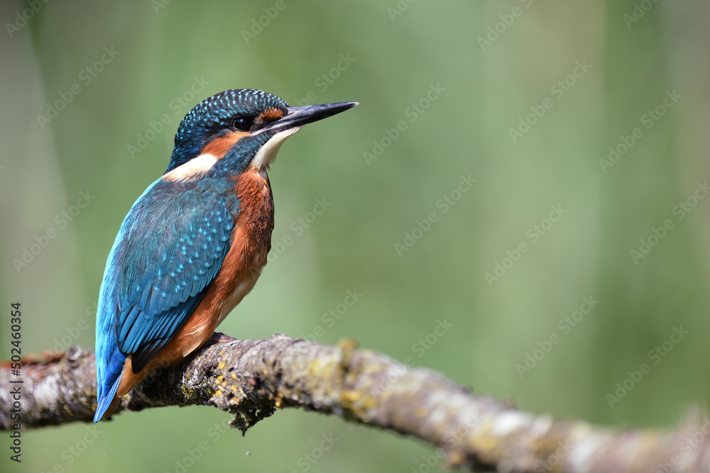 Fototapeta premium Eisvogel auf einem Ast