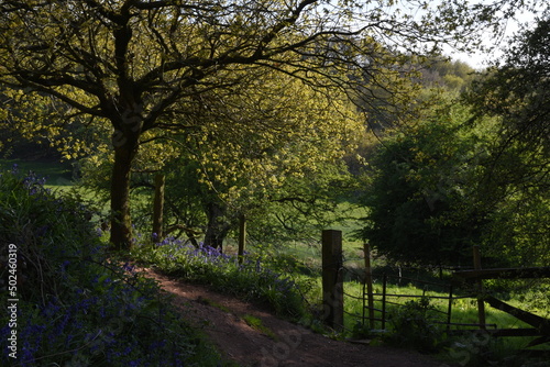 a path leading down a forest filled with bluebells