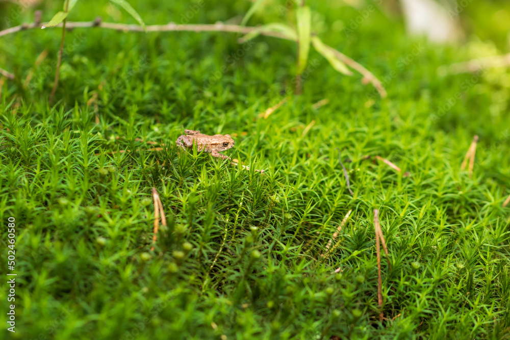 Little green toad in the moss at sunset. Little green toad in the moss at sunset.