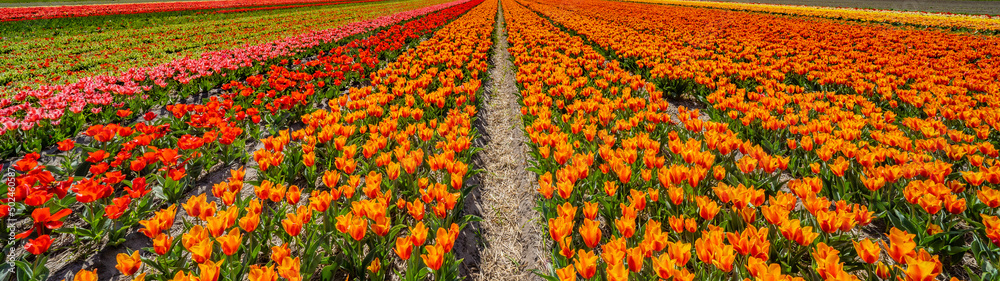 Panoramic landscape of yellow orange beautiful blooming tulip field in Holland Netherlands in spring, illuminated by the sun - Tulips flowers background banner panorama.