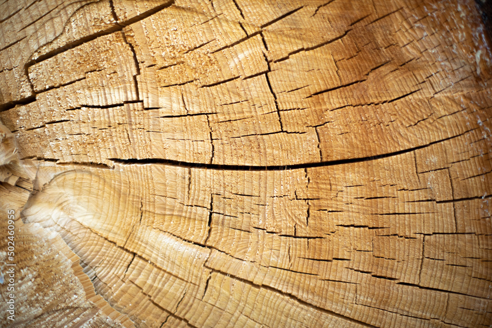 Fototapeta premium Dry wood texture. Cracks in trunk of spruce. Wooden surface.