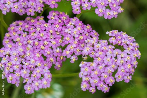 Purple yarrow (Achillea millefolium) against green natural background. Traditional ayurvedic medicine, holistic approach to physical and mental health.