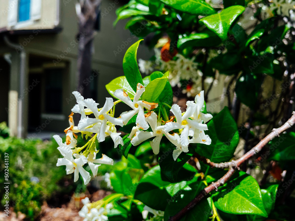 Chinese star jasmine flowers Trachelospermum jasminoides in bloom Stock