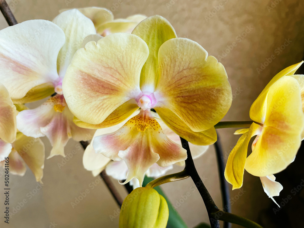 beautiful orchid flower and bud beautiful orchid flower and bud