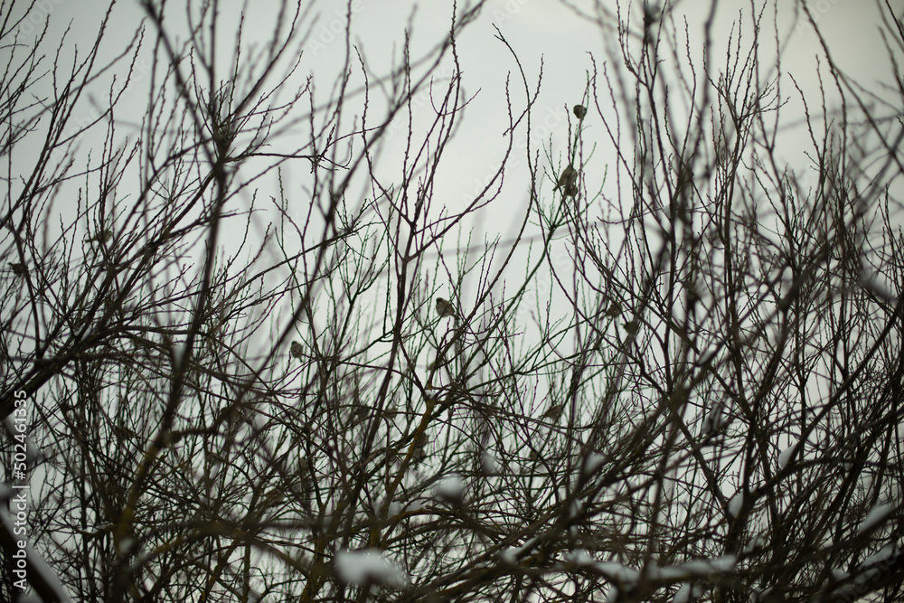 Branches of bushes. Trees without leaves. Bushes in park. Branches of bushes. Trees without leaves. Bushes in park.