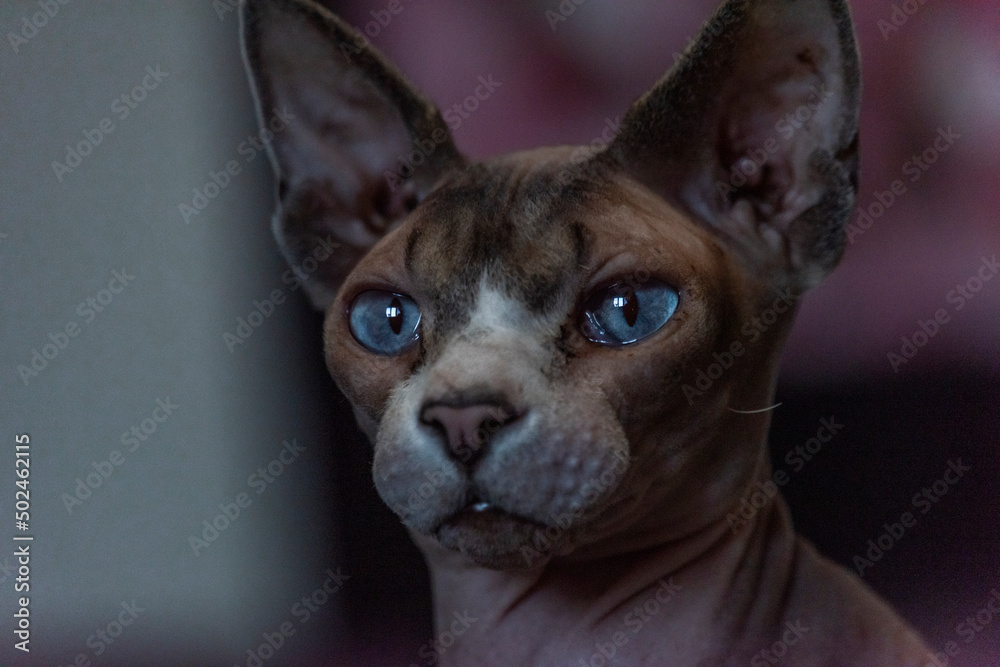 Obraz premium Naked beautiful cat indoor in dark room