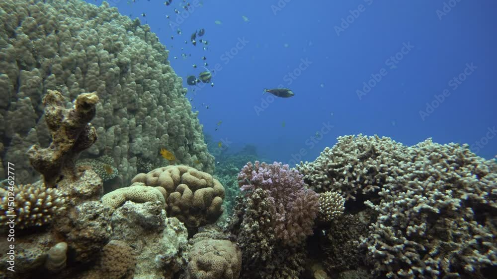 Tropical fish and coral reefs. A warm sea. Diving. Tropical fish and coral reefs. A warm sea. Diving.