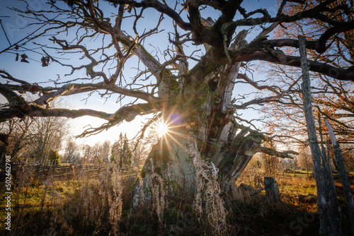 Rumskulla kvill oak tree attraction in Småland in Sweden photo