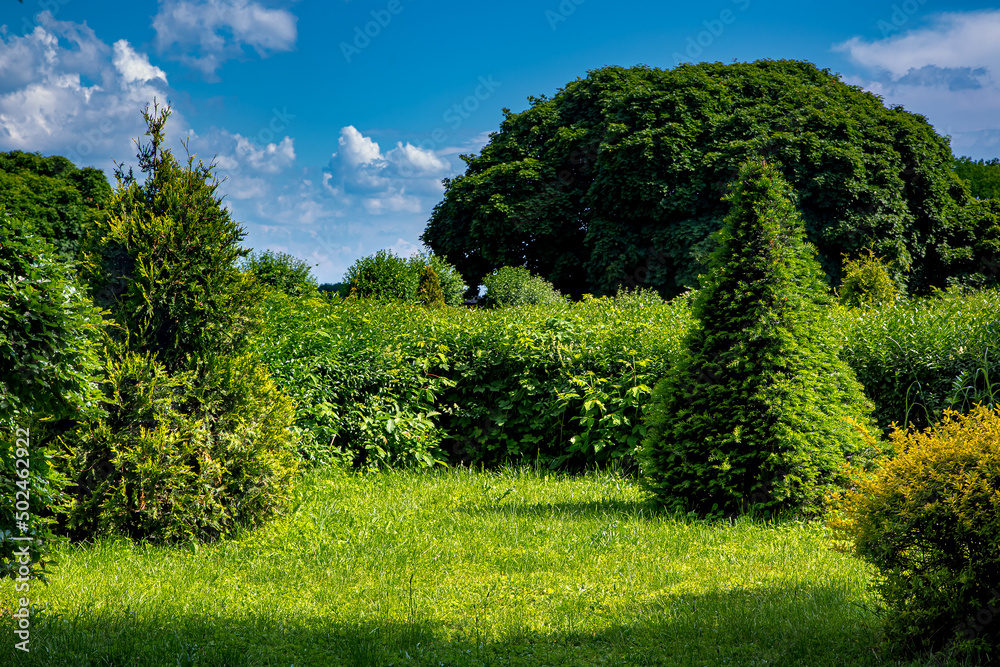 trimmed evergreen bushes in topiary pyramid shape in the background deciduous bushes and trees illuminated by sunlight, nature summer background with clouds on blue sky with copy space, nobody.