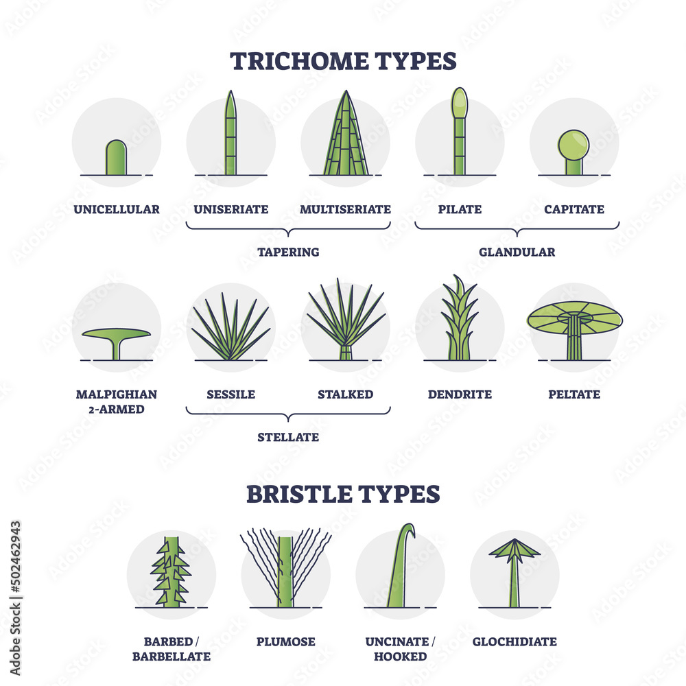 Trichome and bristle types comparison and division groups outline diagram. Labeled educational biological categories with plant hair differences vector illustration. Tapering, glandular and stellate. - obrazy, fototapety, plakaty 