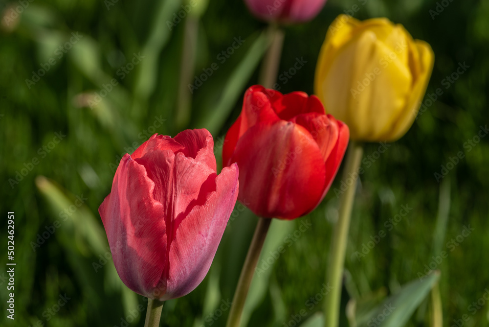Tulpen im Garten rot 