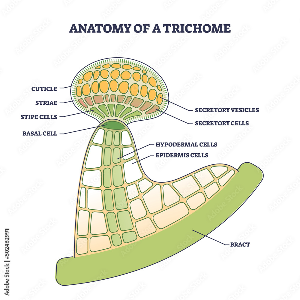 Anatomy of trichome with biological model structure closeup outline ... Biology Diagrams