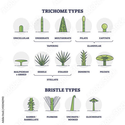 Trichome and bristle types comparison and division groups outline diagram. Labeled educational biological categories with plant hair differences vector illustration. Tapering, glandular and stellate. photo