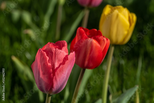 Tulpen im Garten rot 