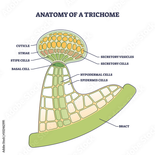 Anatomy of trichome with biological model structure closeup outline diagram. Labeled educational scheme with microscopic side view of cuticle, striae, stipe, basal cells and bract vector illustration. photo