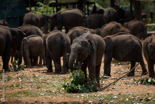 View of elephants in a field near Sigiriya Lion's Rock, Sri Lanka. photo