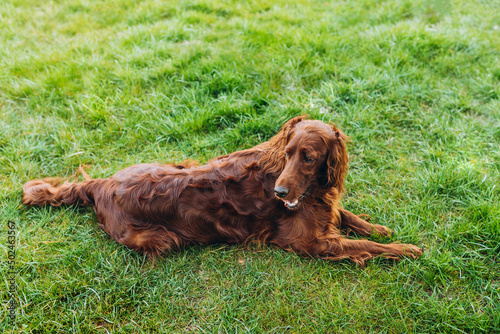 Beautiful Irish Setter dog is lying in grass on a beautiful summer day. Copy space