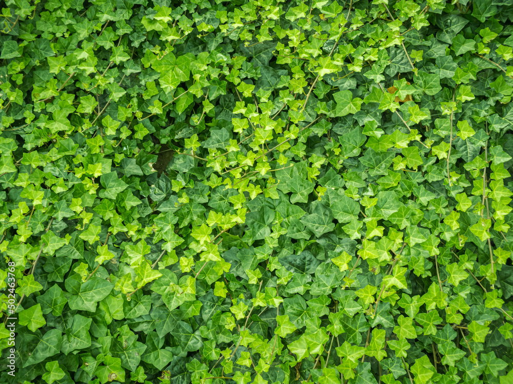 Obraz premium Hedge from ivy for texture or background