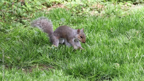 grey squirrel burying nuts in the ground on a sunny spring day photo