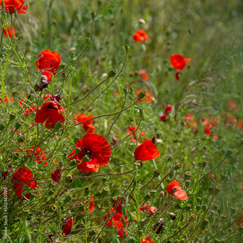 Beautiful red wild poppies with wet petals blooming in the meadow