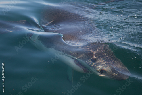 View of Great White shark (Carcharodon carcharias), Seal Island False Bay, Cape Town, South Africa. photo