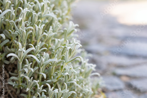 Plant Greek Snow in the summer, silver carpet, spring background. photo