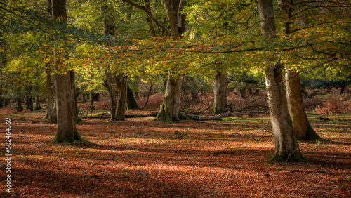  Autumn in New Forest 