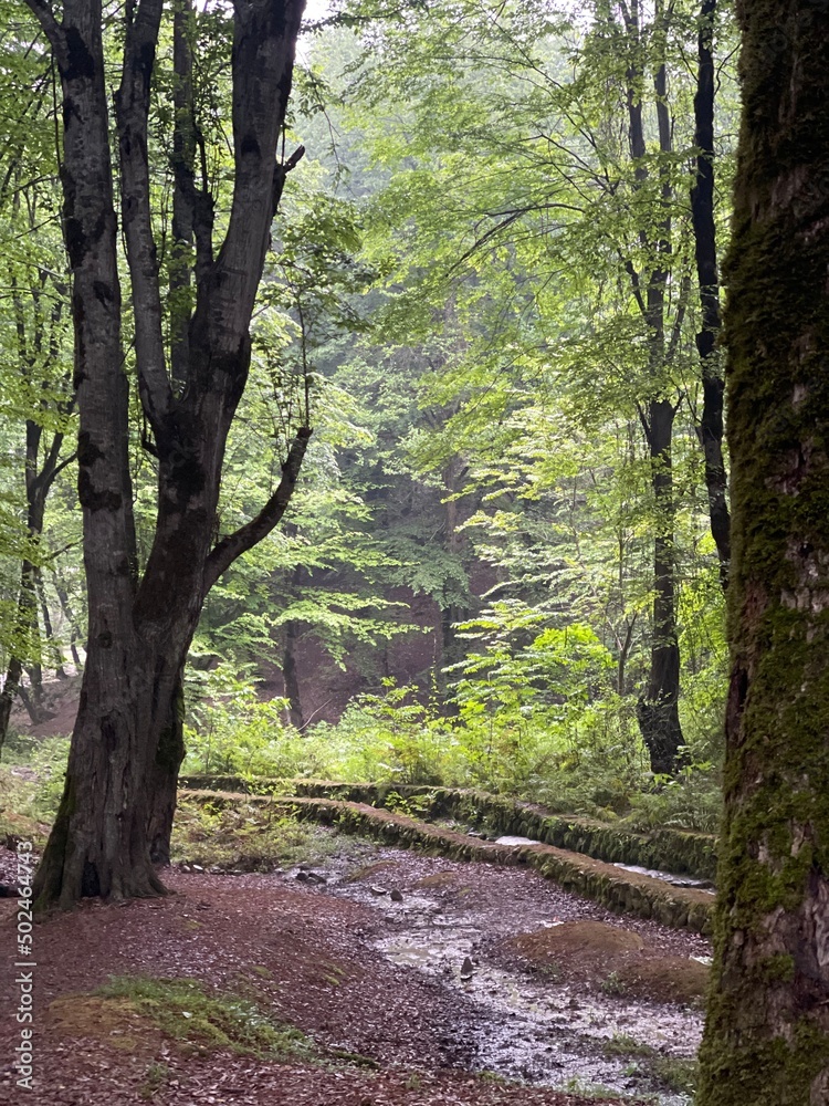 Obraz premium path in the forest