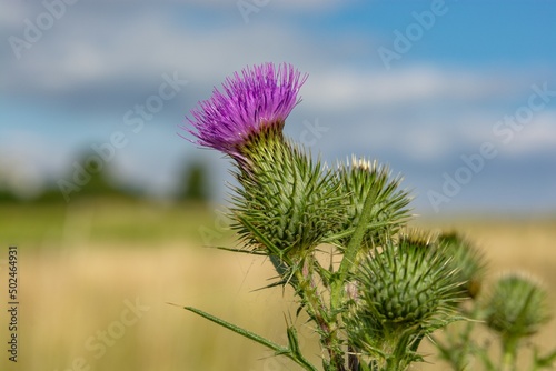 Plumeless thistle  Carduus  teasel  blooming in the meadow  flower blooming against the grain field