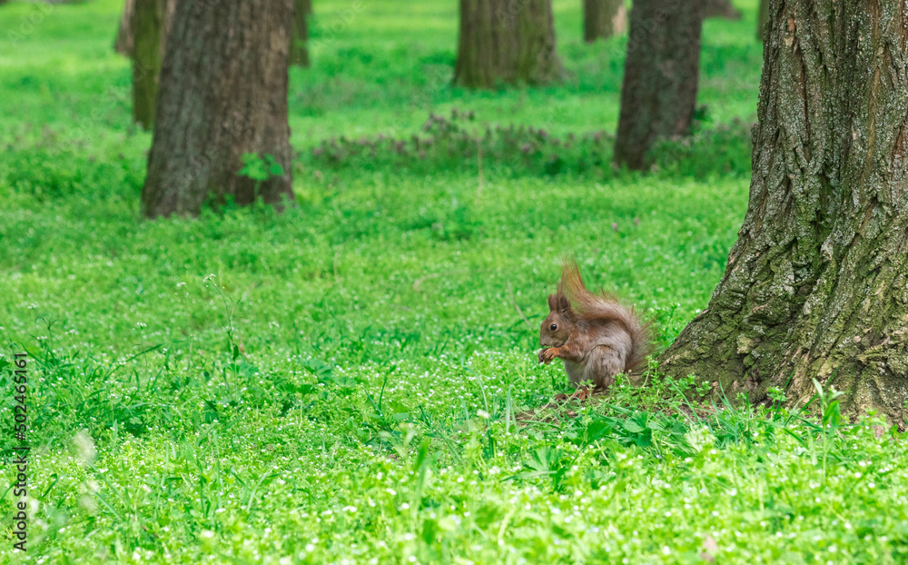 Photo of a squirrel outdoors in the forest Photo of a squirrel outdoors in the forest