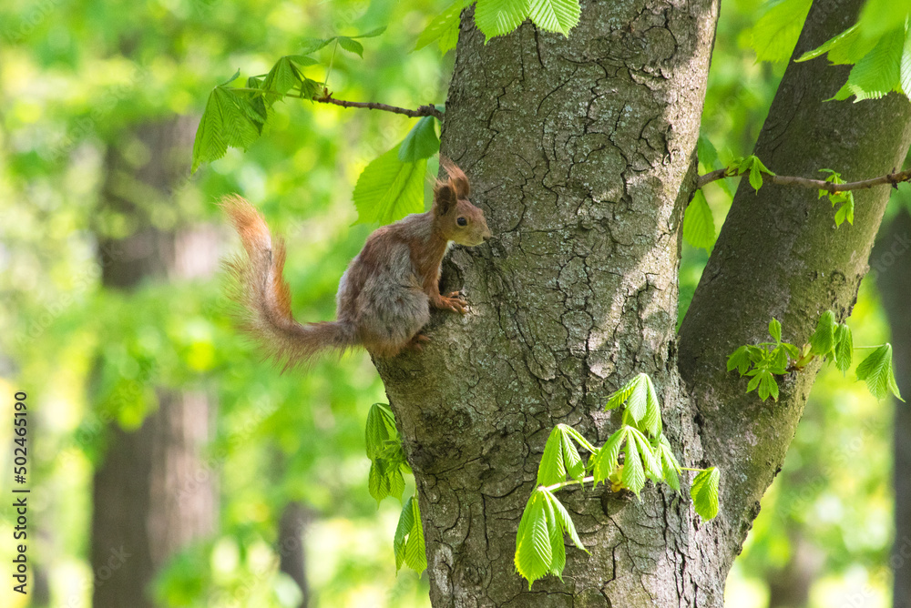 Photo of a squirrel in a green forest