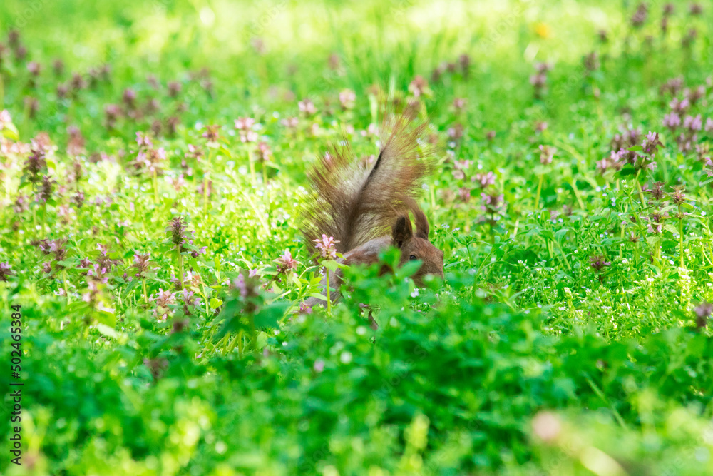 Photo of a squirrel outdoors in the forest