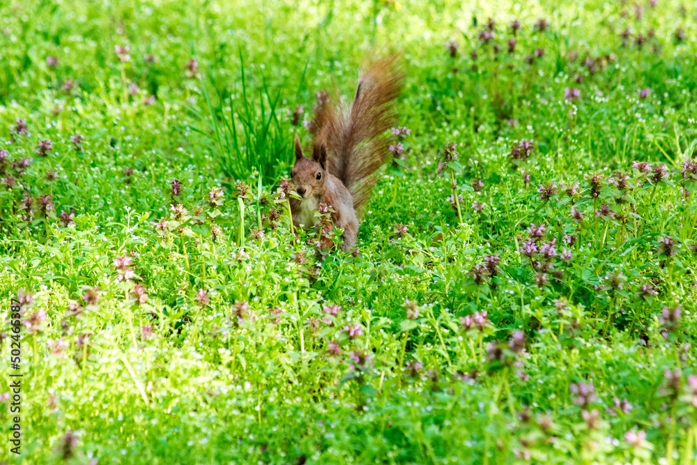 Photo of a squirrel in a green forest Photo of a squirrel in a green forest