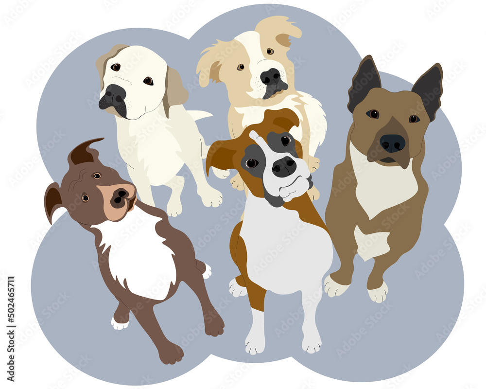Group of Dog's Group of Dog's
