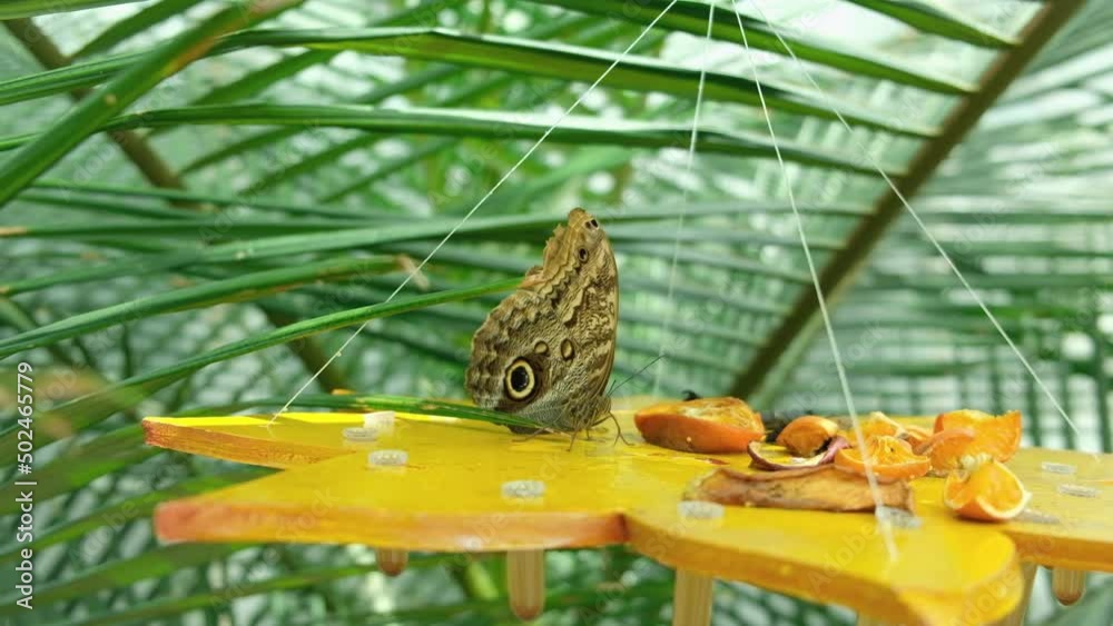 Butterfly drinks nectar from orange fruits at tropical butterflies garden. Caligo telamonius memnon or Giant Owl butterfly