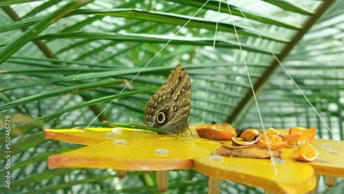Butterfly drinks nectar from orange fruits at tropical butterflies garden. Caligo telamonius memnon or Giant Owl butterfly