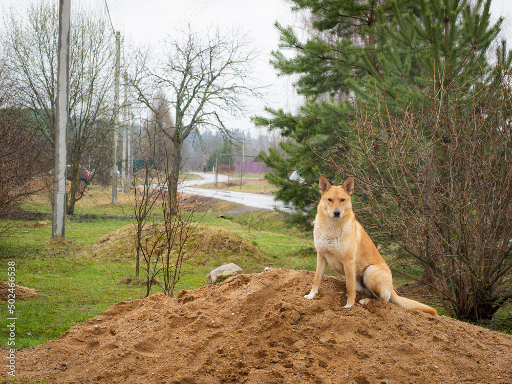 beautiful red fox-like dog sits on a pile of sand beautiful red fox-like dog sits on a pile of sand