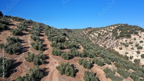 survol des champs d'oliviers (oliveraies), hacienda et village blanc en Andalousie dans le sud de l'Espagne