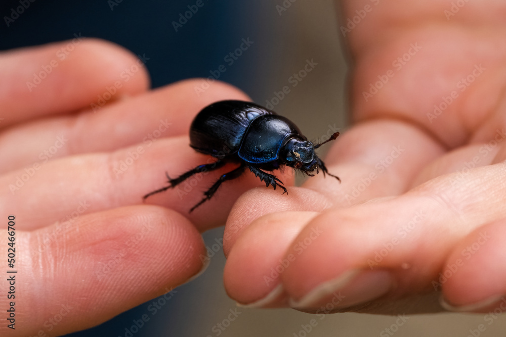 A big black beatle in the hands of a child A big black beatle in the hands of a child