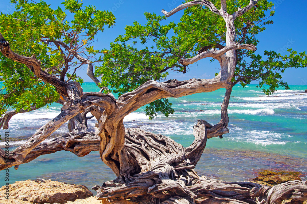 Beautiful coast landscape with twisted crooked gnarled old buttonwood tree on rock, turquoise caribbean sea waves, blue sky - Treasure beach, Jamaica