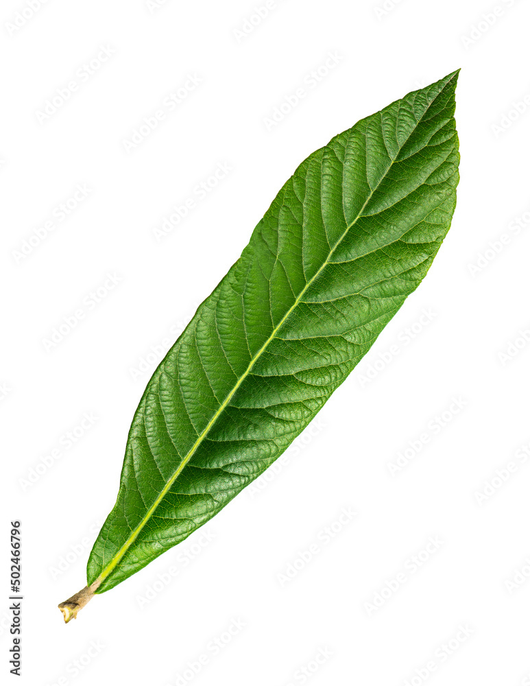 Fototapeta premium Green leaf isolated on white background.
