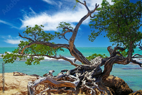 Beautiful coast landscape with twisted crooked gnarled old buttonwood tree on rock, turquoise caribbean sea waves, blue sky - Treasure beach, Jamaica