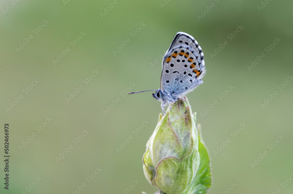 custom made wallpaper toronto digitalBavius Blue butterfly (Rubrapterus bavius) on plant