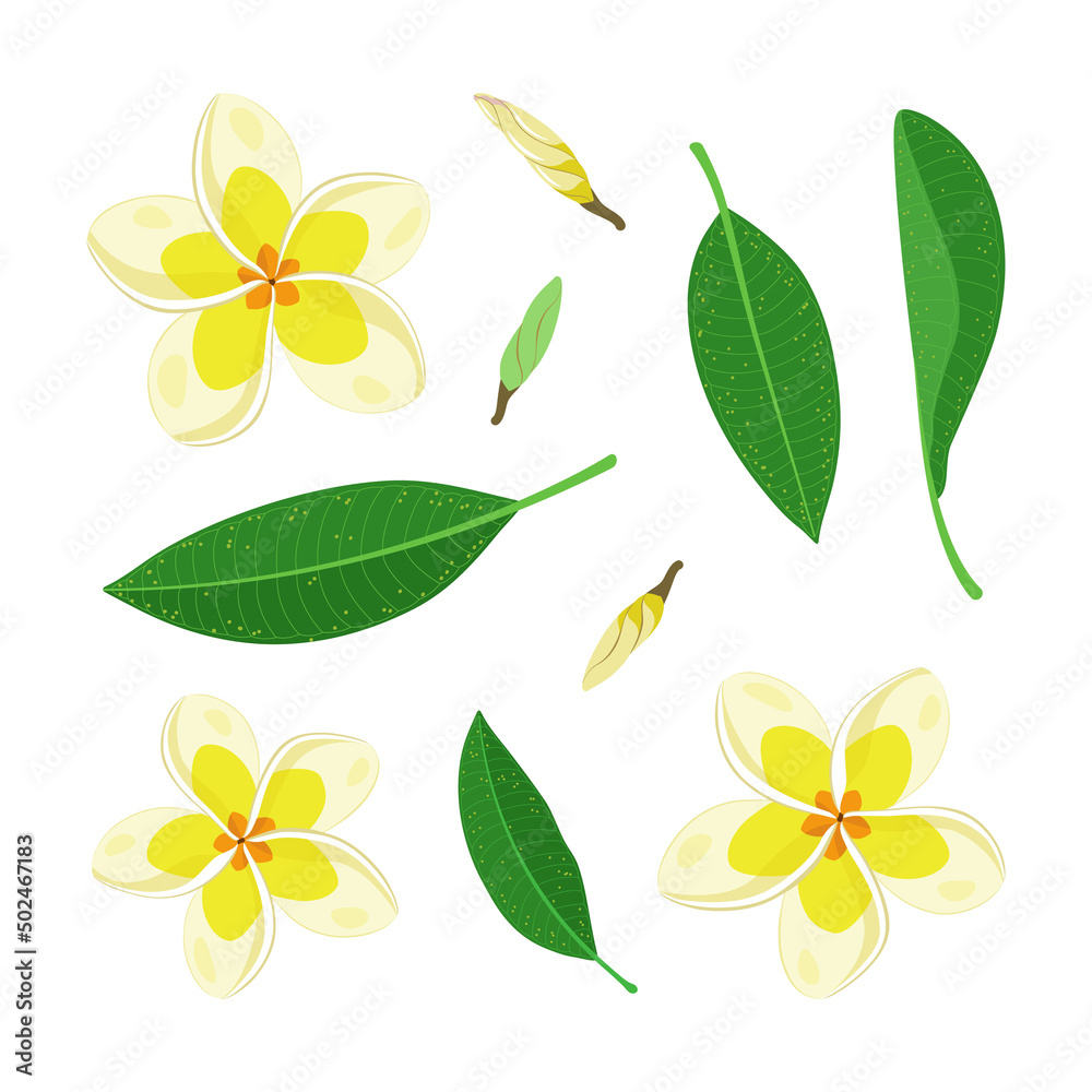 Obraz premium A set of flowers and leaves of frangipani or plumeria. Exotic tropical floral elements for decoration, pattern, invitation. Tropical background. Vector illustration.