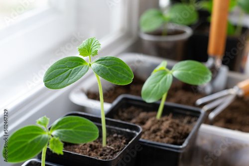 Billede på lærred Seedling in a pot window sill